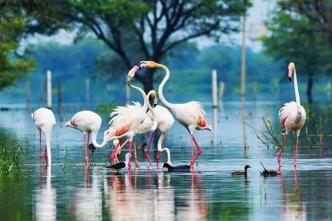 Birds at Bharatpur Bird Sanctuary, outside Mahal Khas Palace